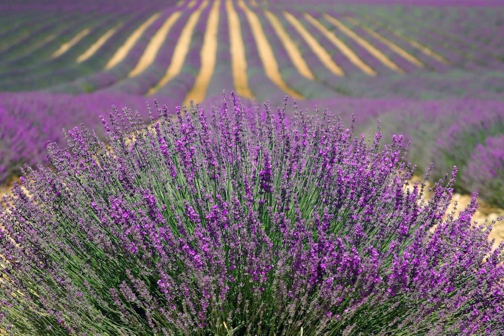 Impression Du Sud Gite 1 Saint-Rémy-de-Provence Eksteriør bilde